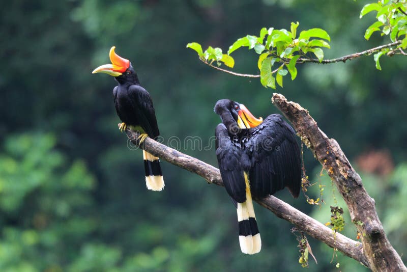 rhinoceros hornbill up close rhinoceros hornbill up close
