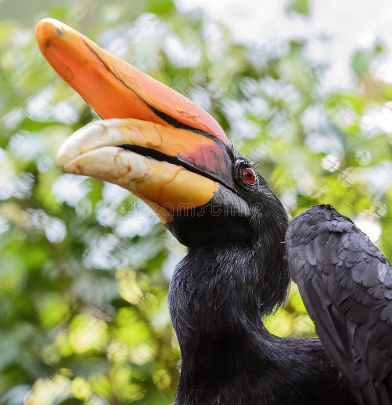 rhinoceros hornbill toucan rhinoceros hornbill toucan