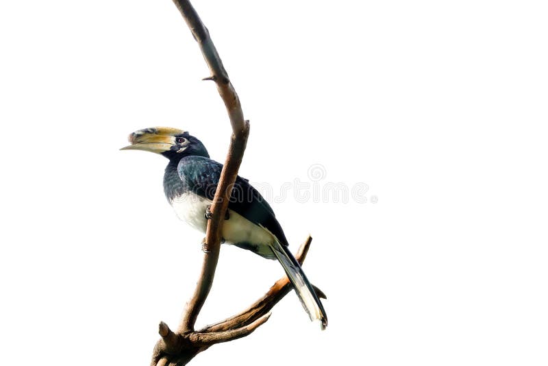 Rhinoceros hornbill, A malaysian national bird, standing on cut