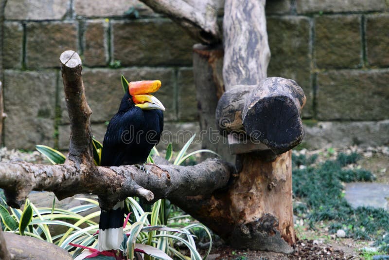 rhinoceros hornbill symbol rhinoceros hornbill symbol