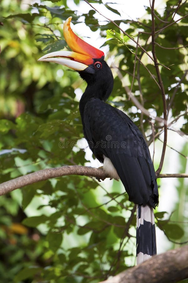 Rhinoceros Hornbill in a tree.