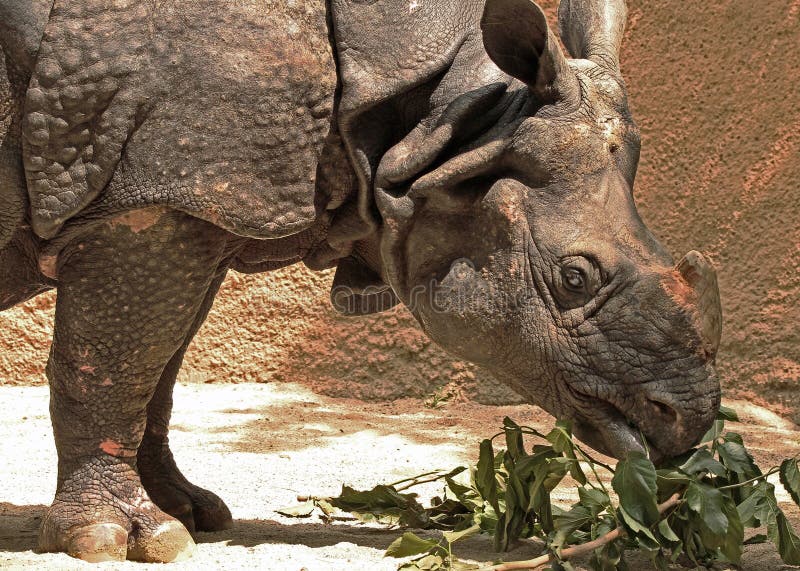 Rhinoceros