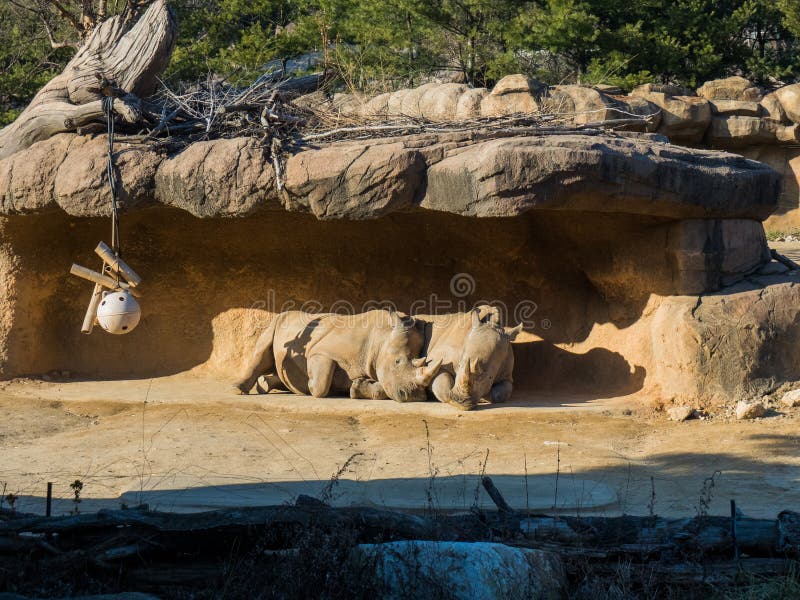Rhinoceros Lovers under the rock on a sunny day royalty free stock photo Rhinoceros Lovers under the rock on a sunny day royalty free stock photo