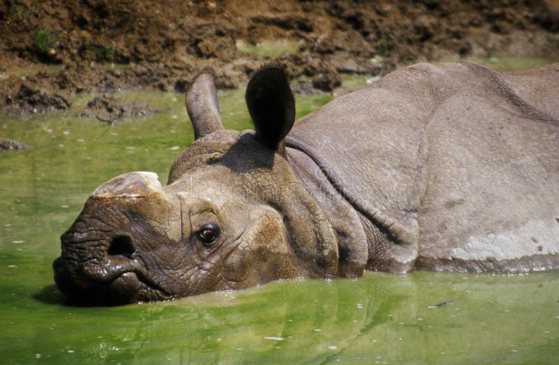 Rhinoceros in the mud
