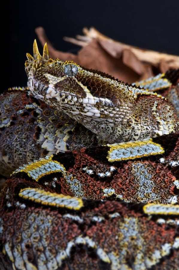 Rhinoceros Viper, River Jack Stock Photo - Image of bitis, white: 23771192