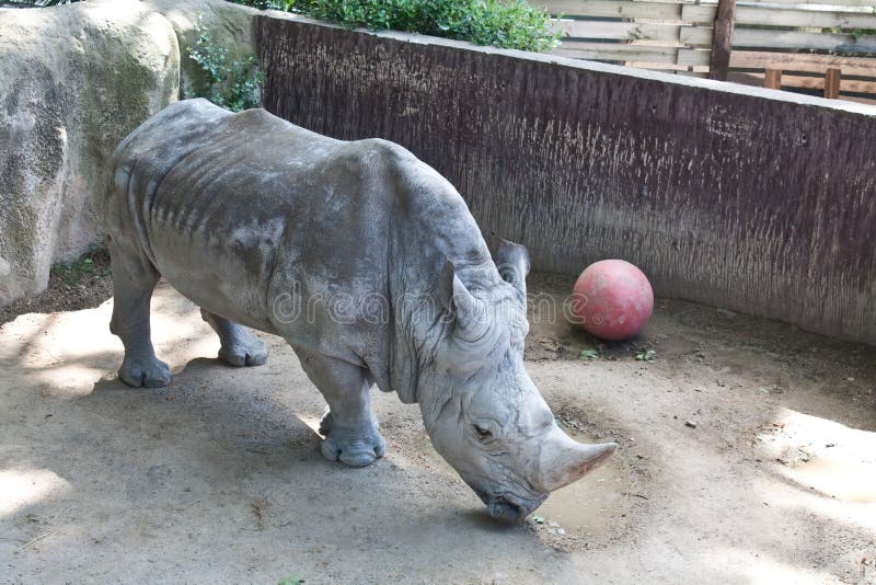 Rhinoceros stock photo. Image of standing, captivity 56951062
