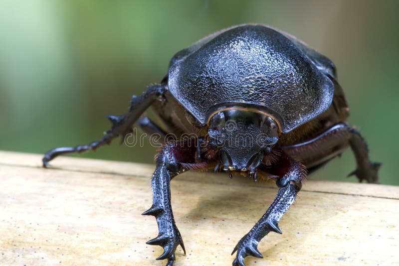 Rhinocerous Beetle