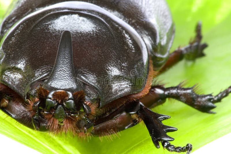 Rhinocerous Beetle