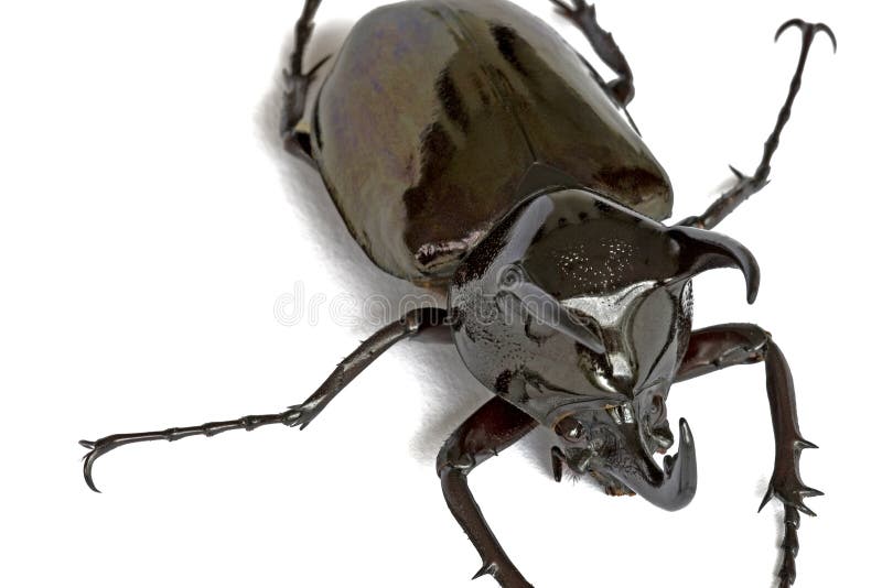 Rhinocerous Beetle