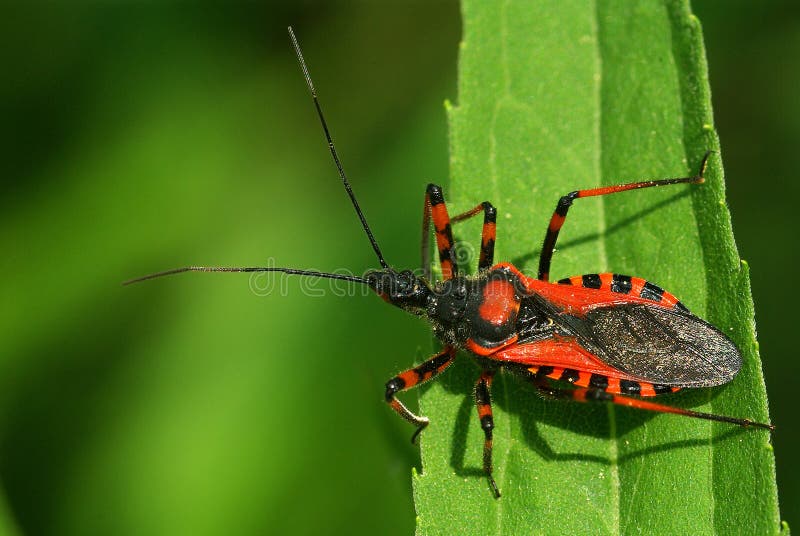 Rhinocoris zabójcy pluskwa obraz stock Rhinocoris zabójcy pluskwa obraz stock