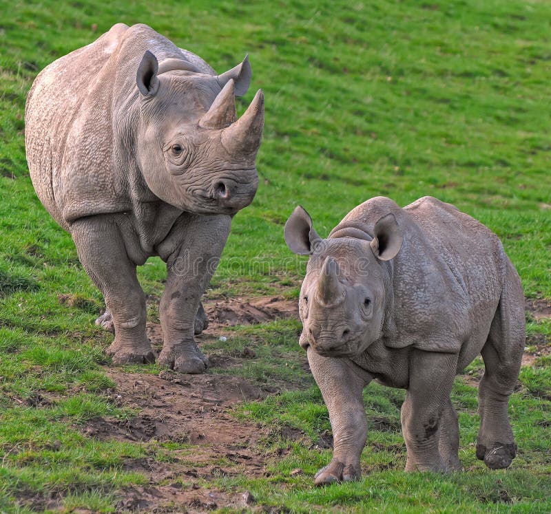Rhinocéros photo libre de droits Rhinocéros photo libre de droits