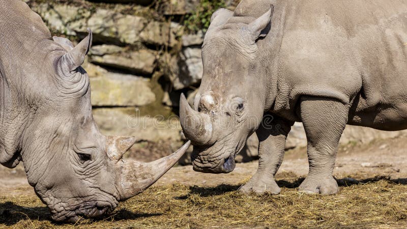 Rhinocéros blanc images libres de droits Rhinocéros blanc images libres de droits
