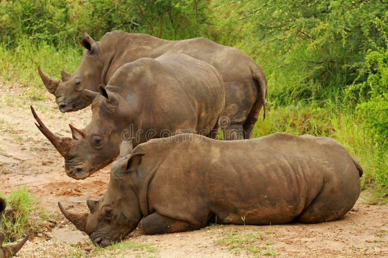 Rhinocéros blanc image stock Rhinocéros blanc image stock