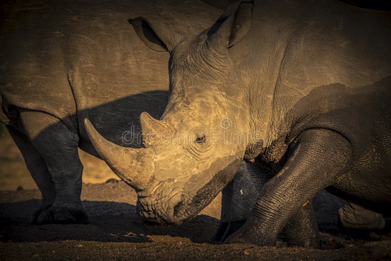 Rhinocéros blanc mis en danger sauvage et x28 ; Simum& x29 de Ceratotherium ; en Afrique images libres de droits Rhinocéros blanc mis en danger sauvage et x28 ; Simum& x29 de Ceratotherium ; en Afrique images libres de droits