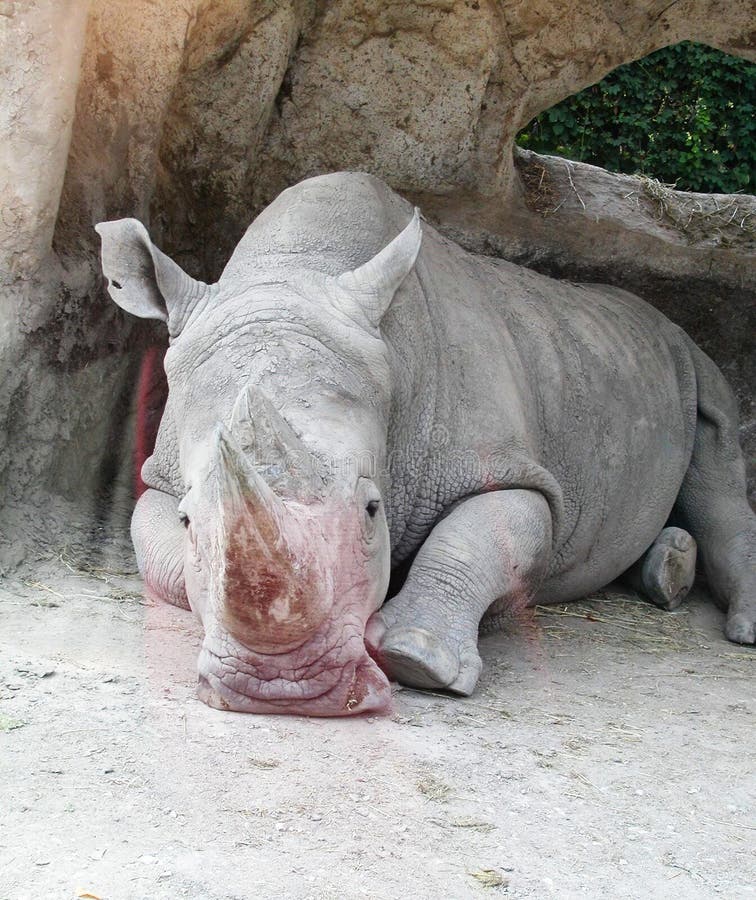 Rhinocéros blanc ou rhinocéros blanc photos libres de droits Rhinocéros blanc ou rhinocéros blanc photos libres de droits