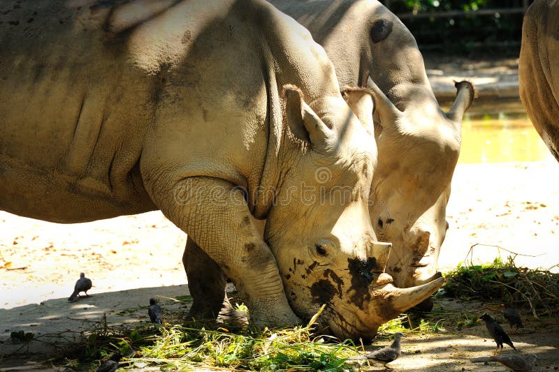 Rhinocéros deux images stock Rhinocéros deux images stock