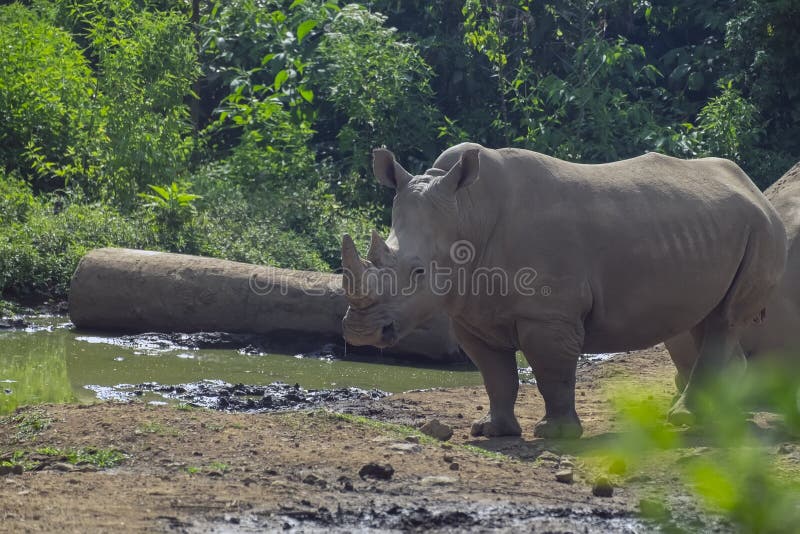 RHINOCÉROS DU MÂLE JAVAN AU PARC DE SAFARI DE L'INDONÉSIE photo stock RHINOCÉROS DU MÂLE JAVAN AU PARC DE SAFARI DE L'INDONÉSIE photo stock