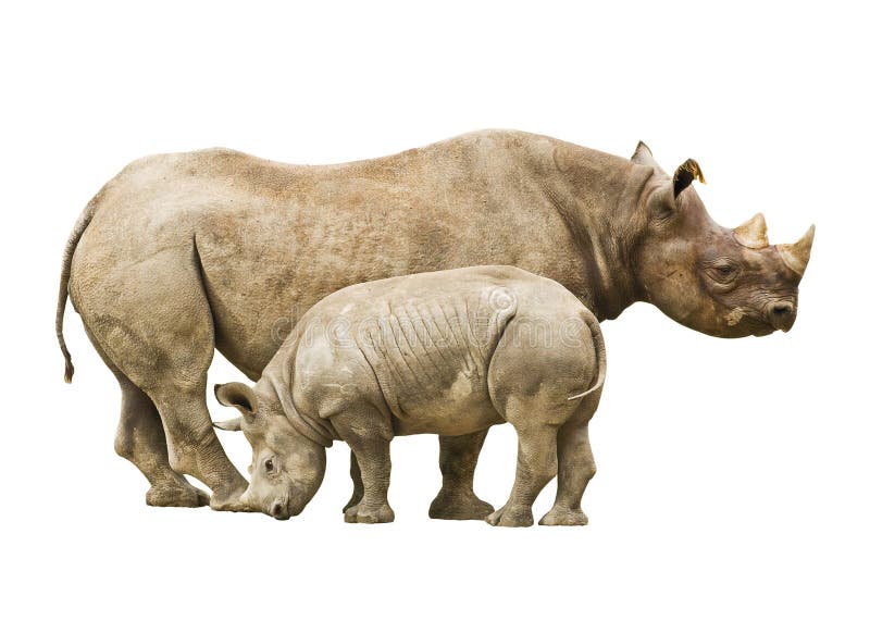 Rhinocéros noir mis en danger
