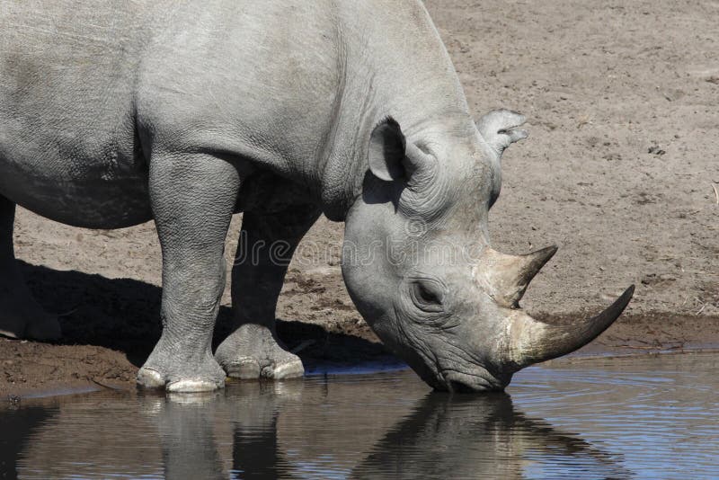 Rhinocéros noir - Namibie image stock Rhinocéros noir - Namibie image stock