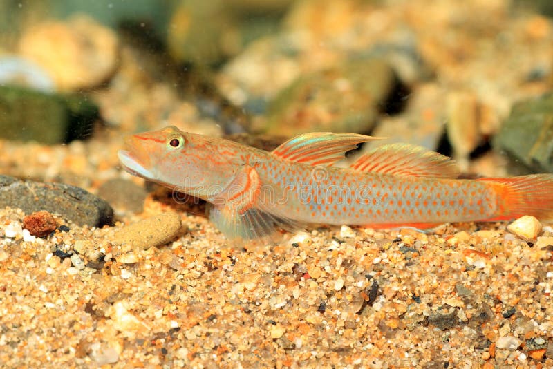 Rhinogobius wui