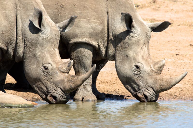 Rhinos drinking water stock image. Image of drinking 65432327