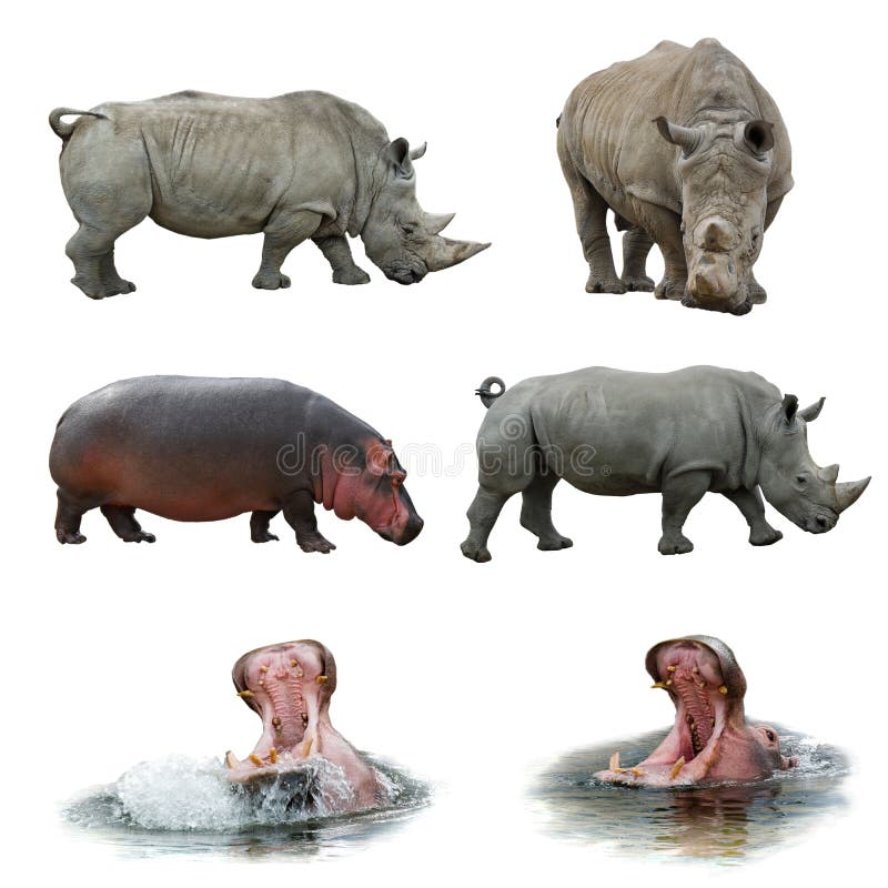 Collection of hippos and rhinos. Collection of hippos and rhinos