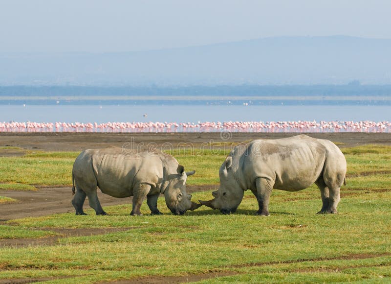 Rhinos in nakuru del lago, Kenia Rhinos in nakuru del lago, Kenia
