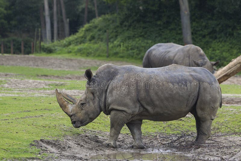Rhinos nello zoo di Arnhem fotografie stock Rhinos nello zoo di Arnhem fotografie stock