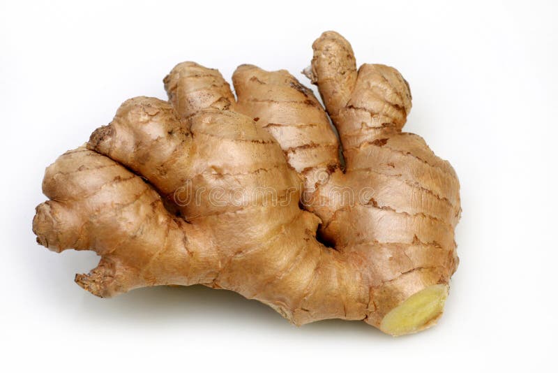 Rhizome of fresh ginger stock image. Image of officinale 24351799