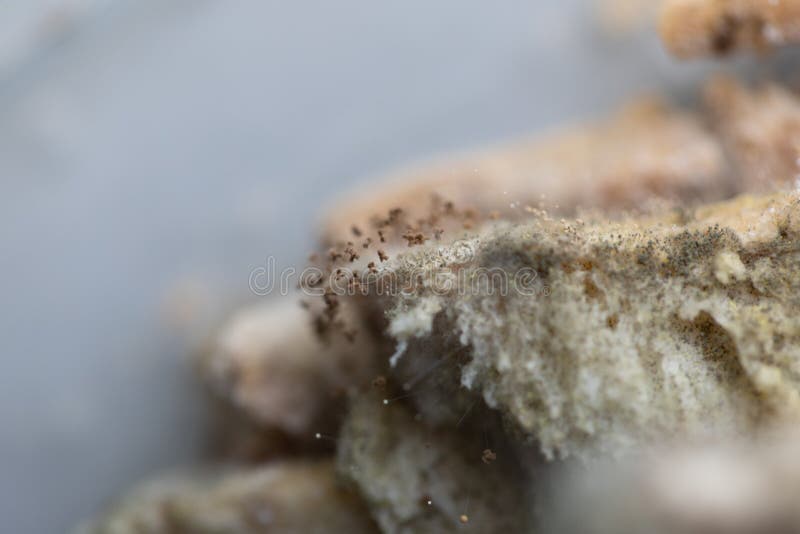 Rhizopusbrotform ist eine Klasse von allgemeinen saprophytischen Pilzen, Rhizopus lizenzfreies stockfoto Rhizopusbrotform ist eine Klasse von allgemeinen saprophytischen Pilzen, Rhizopus lizenzfreies stockfoto