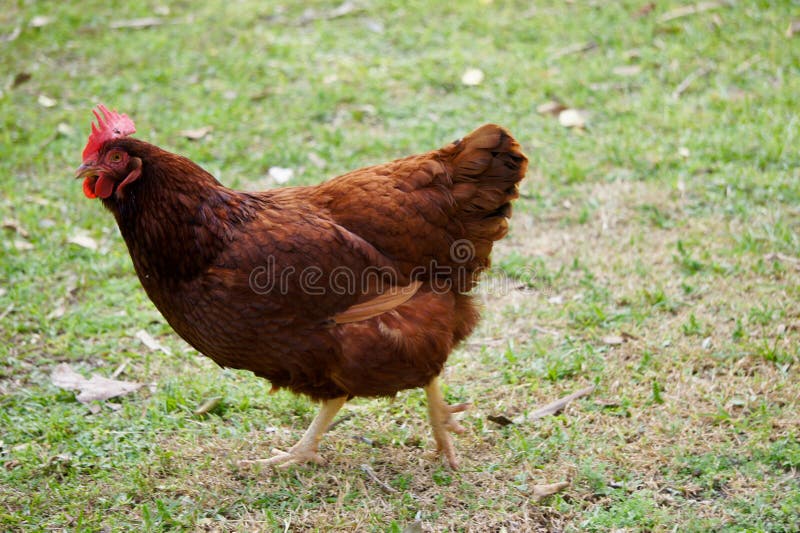 Rhode Island Red Chicken stock photo. Image of chicken 172371502