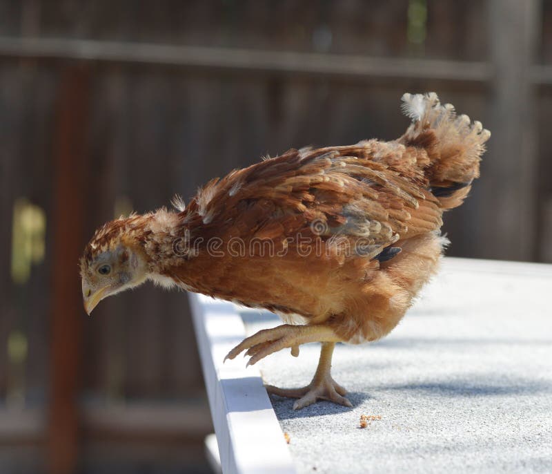 Rhode Island Red chicken stock image. Image of free, rhode 53514125