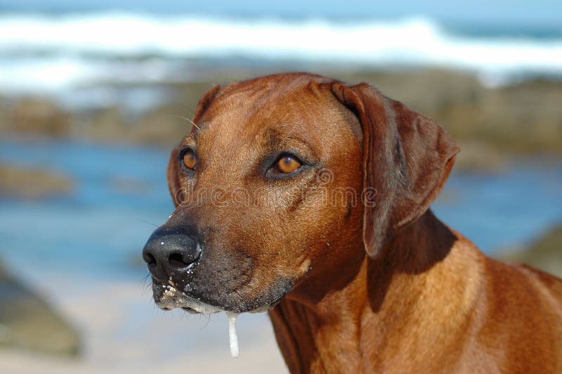 Rhodesian Ridgeback