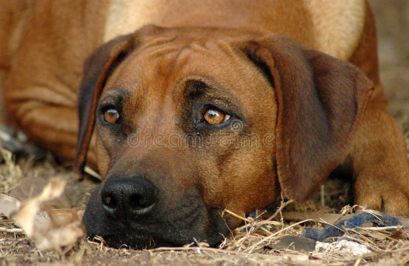 rhodesian ridgeback стоковое изображение rf rhodesian ridgeback стоковое изображение rf