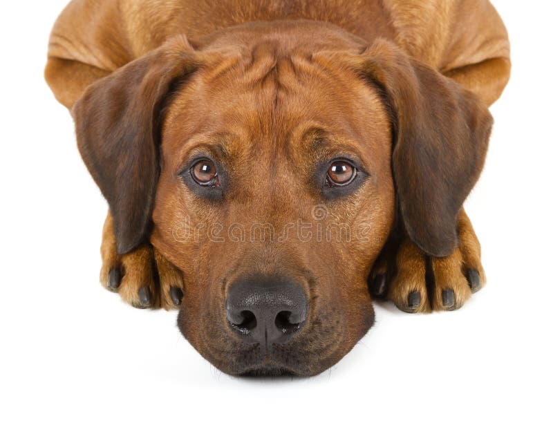 Rhodesian Ridgeback image stock