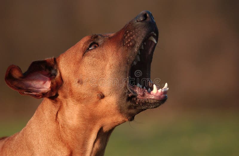 Rhodesian Ridgeback