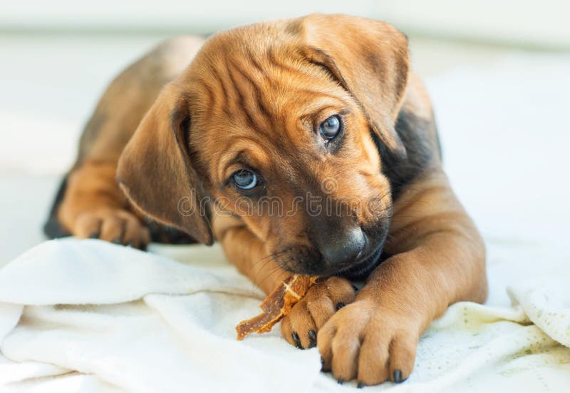Rhodesian Ridgeback che mastica un ossequio fotografie stock Rhodesian Ridgeback che mastica un ossequio fotografie stock