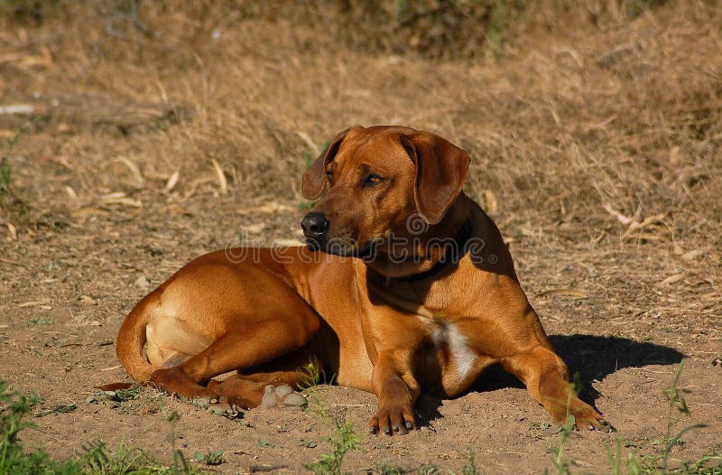 Rhodesian Ridgeback dog