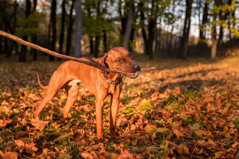 Rhodesian Ridgeback Dog is Eating and Playing with Branch. Stock Photo Image of beautiful