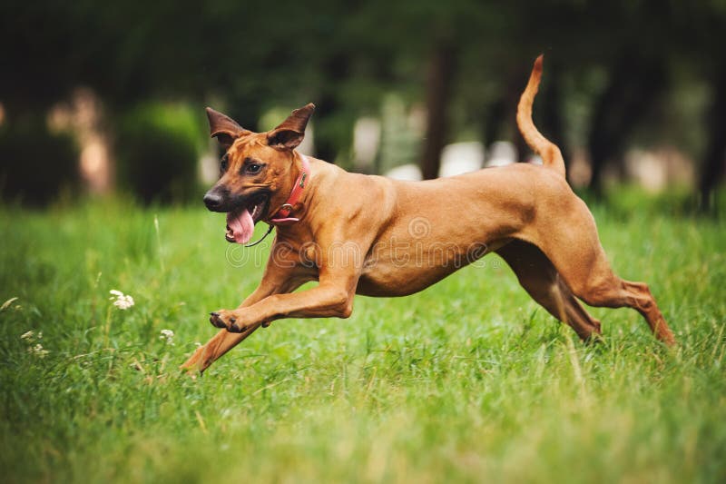 Rhodesian Ridgeback dog running in summer stock photos Rhodesian Ridgeback dog running in summer stock photos