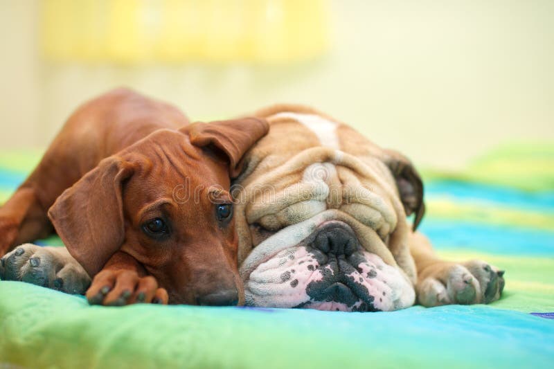 Rhodesian Ridgeback and English Bulldog on a Bed Stock Image Image of