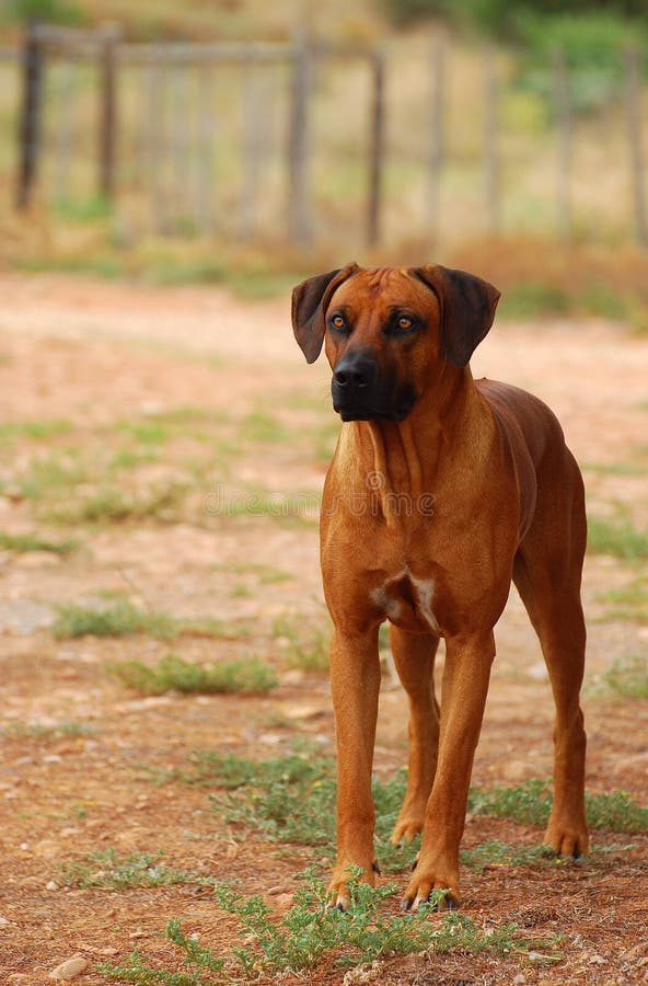 rhodesian ridgeback guard dog