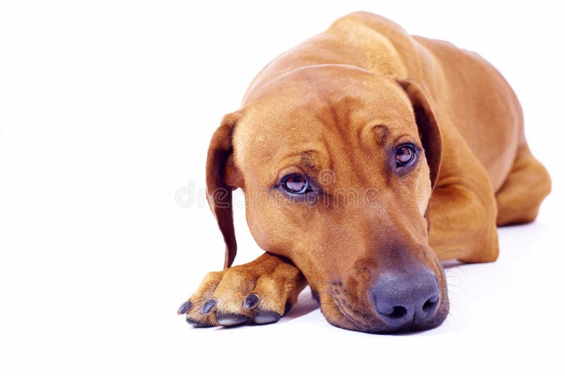 Rhodesian Ridgeback hound lying stock photo Rhodesian Ridgeback hound lying stock photo