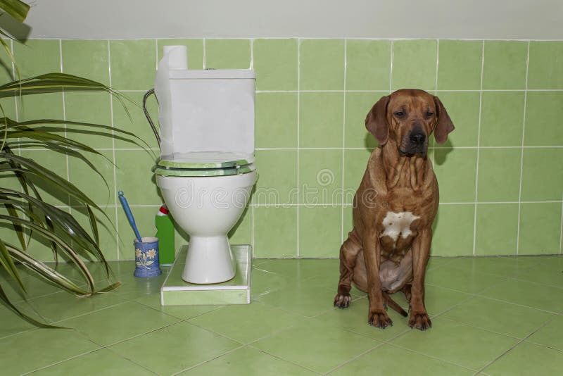 Rhodesian Ridgeback Hund Im Badezimmer Mit Toilette Stockbild Bild