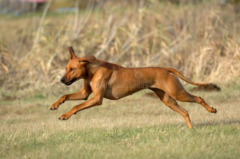 Rhodesian ridgeback jumping