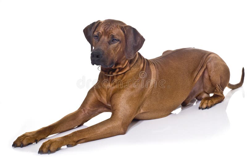 Rhodesian Ridgeback laying stock photo. Image of breed 7000342