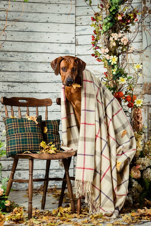 Rhodesian Ridgeback met een plaid in de herfstdecoratie stock afbeeldingen Rhodesian Ridgeback met een plaid in de herfstdecoratie stock afbeeldingen