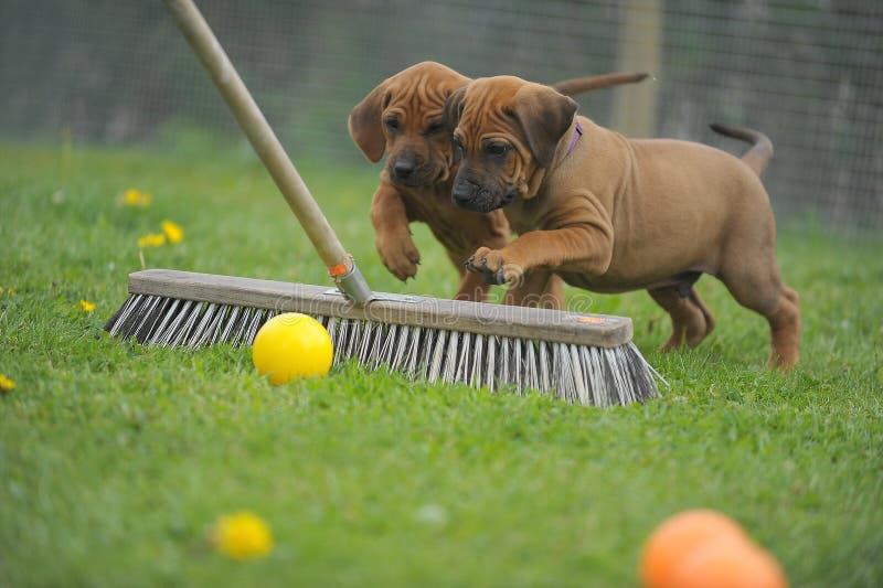 Portrait of Rhodesian Ridgeback Puppies are playing with a broom. Rhodesian puppies stock images, royalty-free photos and pictures