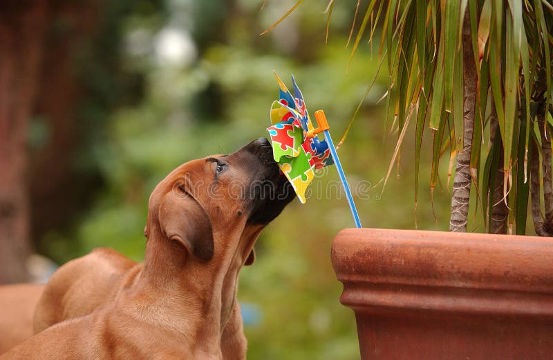 Portrait of an Rhodesian Ridgeback Puppies. Rhodesian puppies stock images, royalty-free photos and pictures