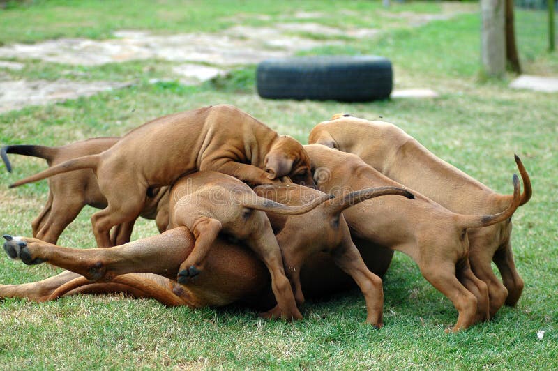 Red wheaten active Rhodesian Ridgeback dog puppies playing together with their mum. One puppy of the litter is on top. This baby is very cute. Rhodesian puppies stock images, royalty-free photos and pictures